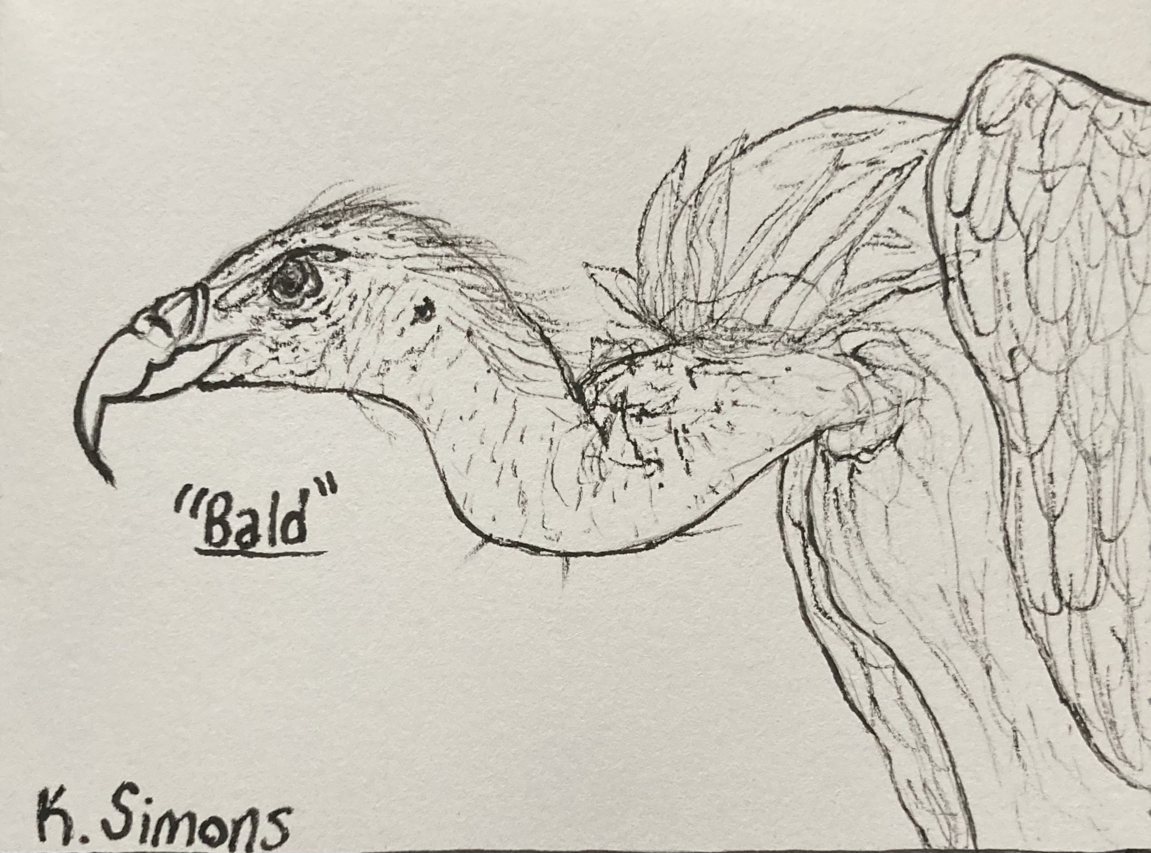 Inktober 52 #21: Bald (Pen & pencil on paper, 4x3 inches, May 2026)
