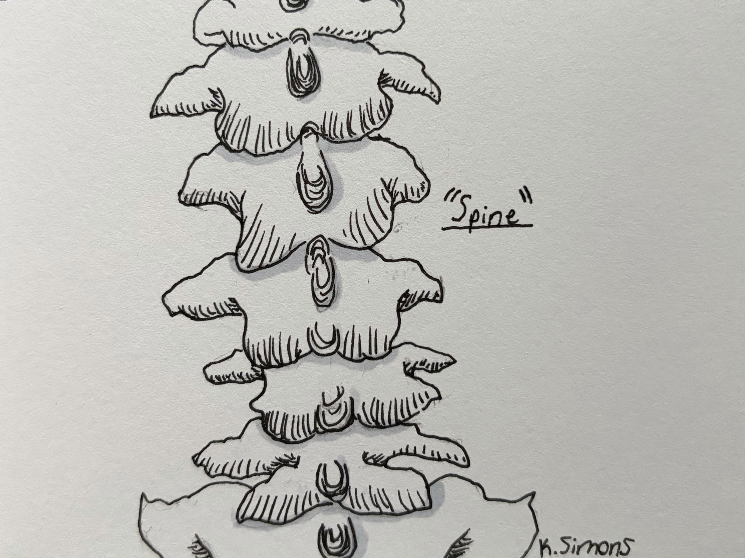Spine (Pen, pencil & marker on paper, 4x3 inches, September 2026)