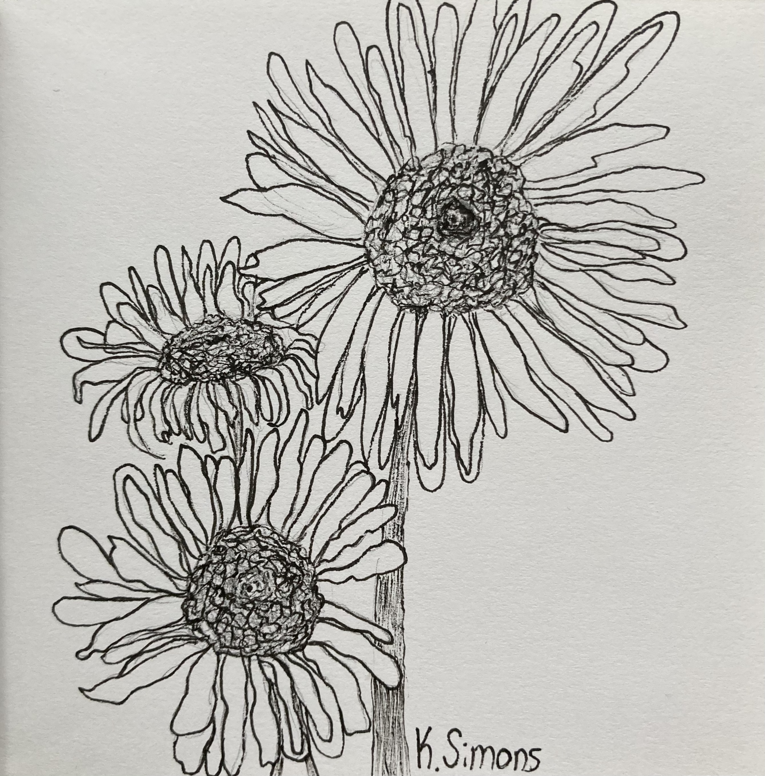 Daisy (Pen & pencil on paper, 3.75x3.75 inches, March 2025)