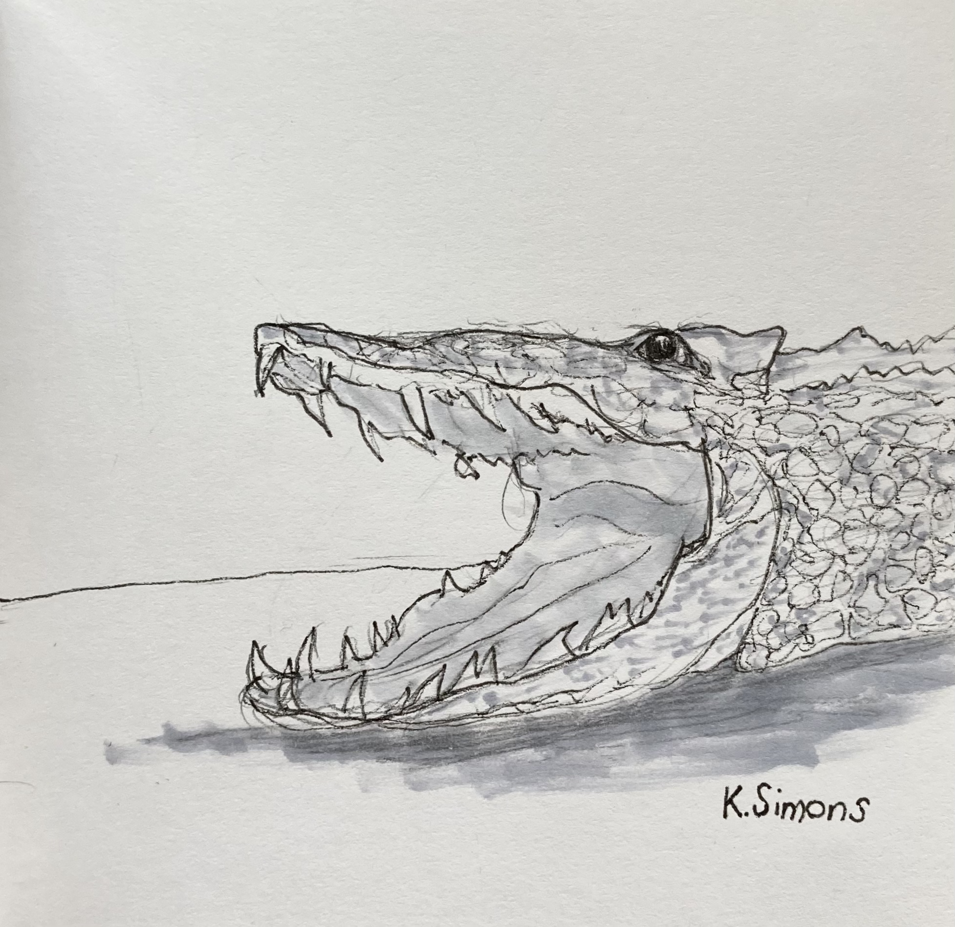 Inktober 52 #49: Gator (Pen, pencil & marker on paper, 3.75x3.75 inches, December 2025)