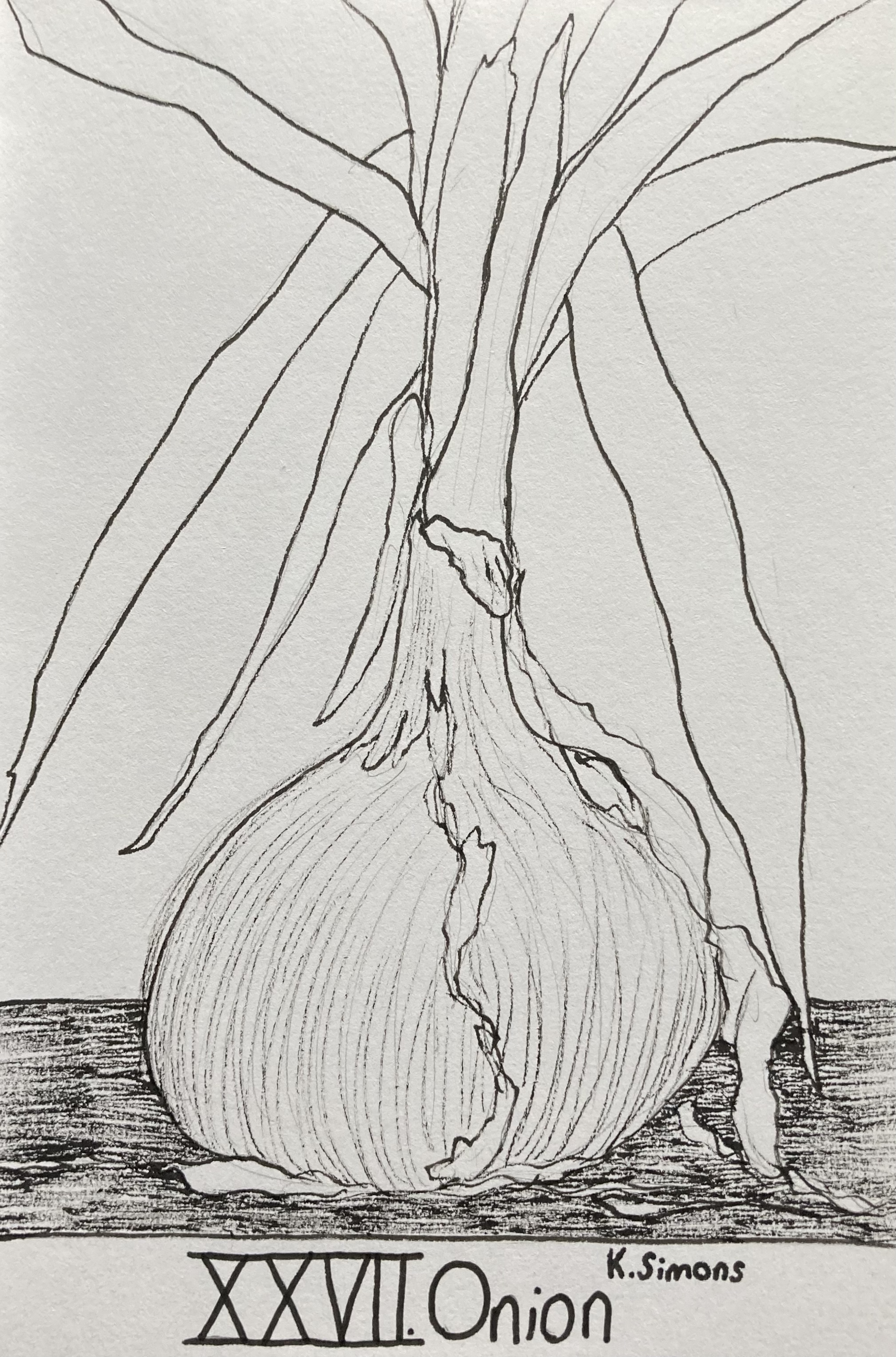 Onion (Pen & pencil on paper, 4x6 inches, October 2025)