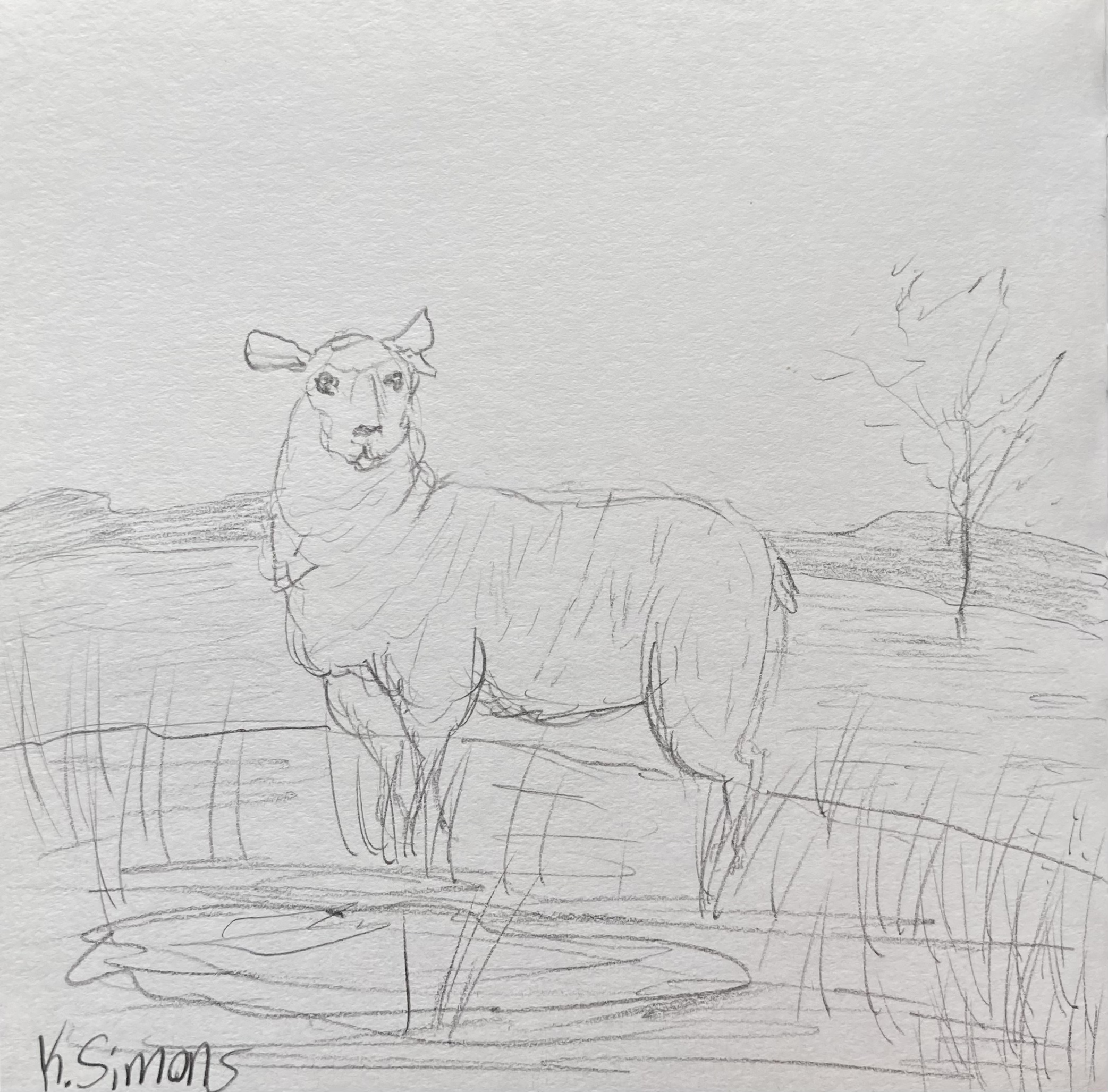 Sheep (Pencil on paper, 3.75x3.75 inches, January 2026)