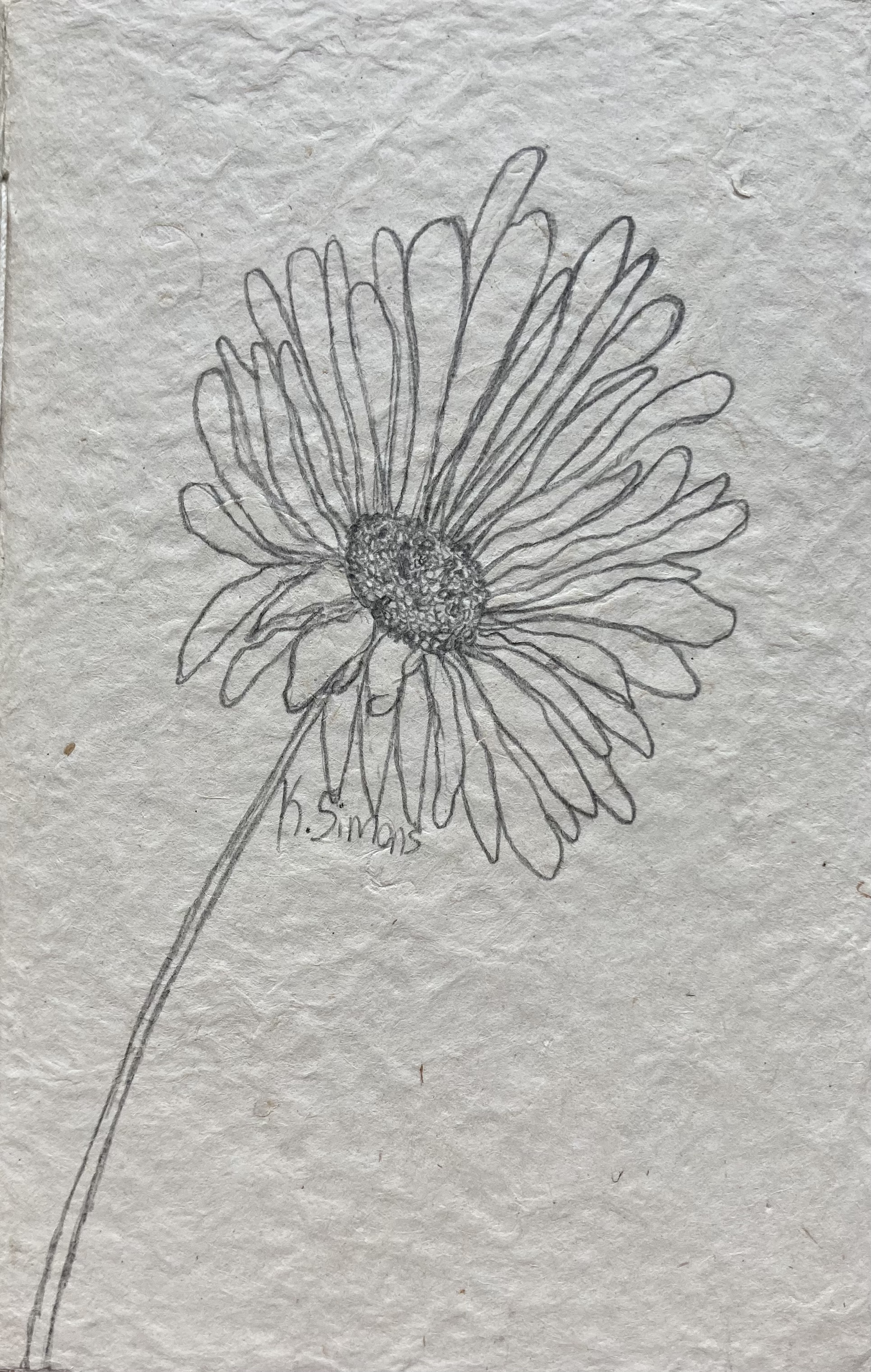 Daisy (Pencil on paper, 5x7.5 inches, December 2024)