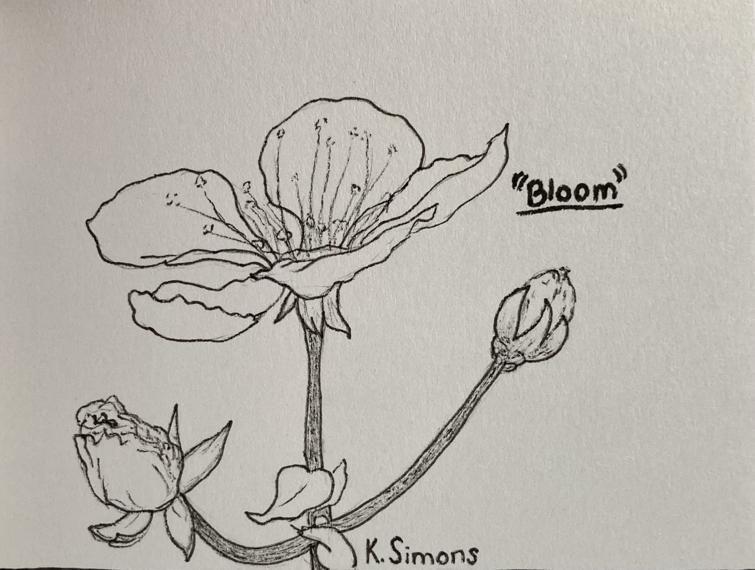 Inktober 52 #11: Bloom (Pen & pencil on paper, 4x3 inches, March 2026)