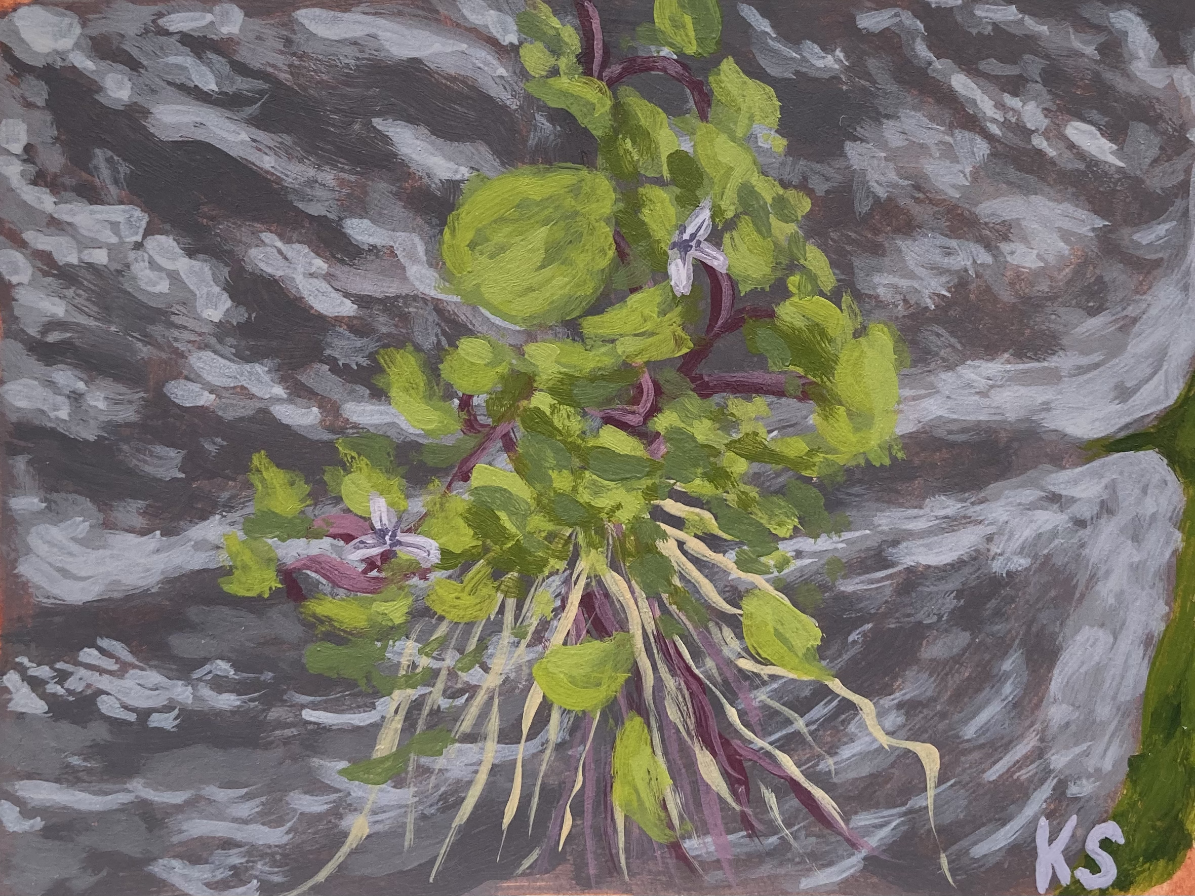 Plants Growing Out of Rocks (Acrylic on paper, 4.25x3.25 inches, January 2026)