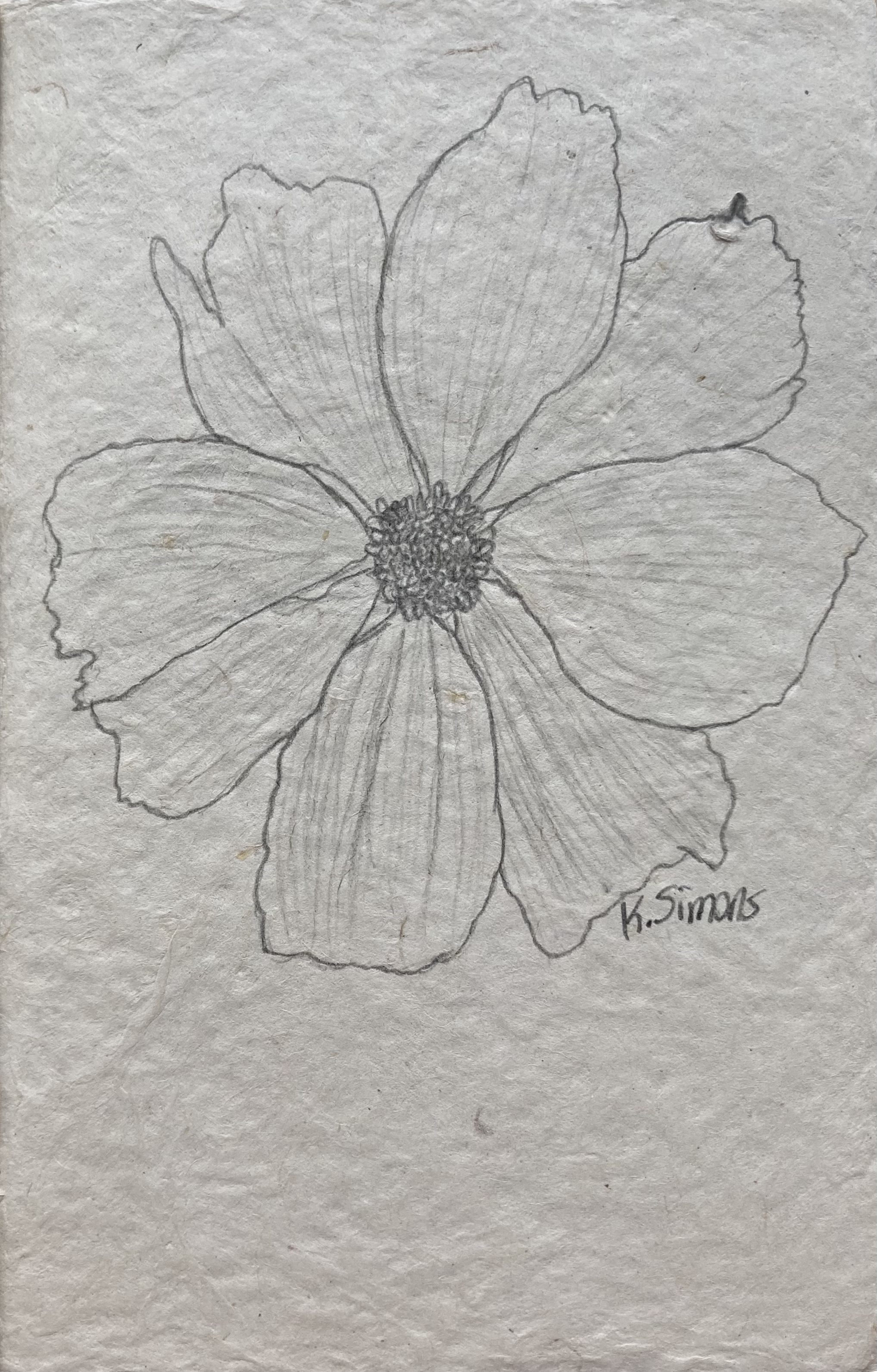 Flower (Pencil on paper, 5x7.5 inches, December 2024)
