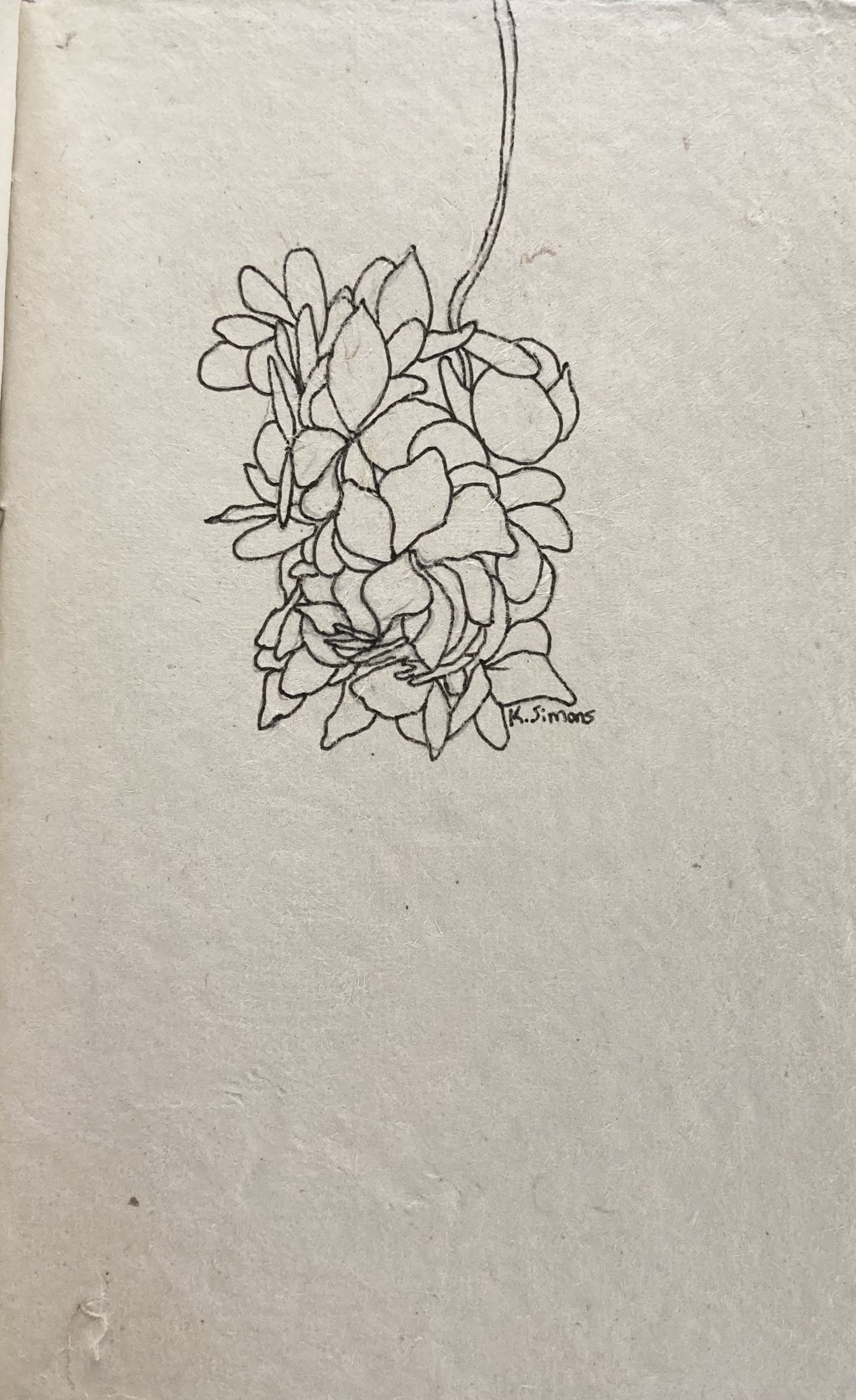 Hydrangea (Pen on paper, 5x7.5 inches, November 2024)
