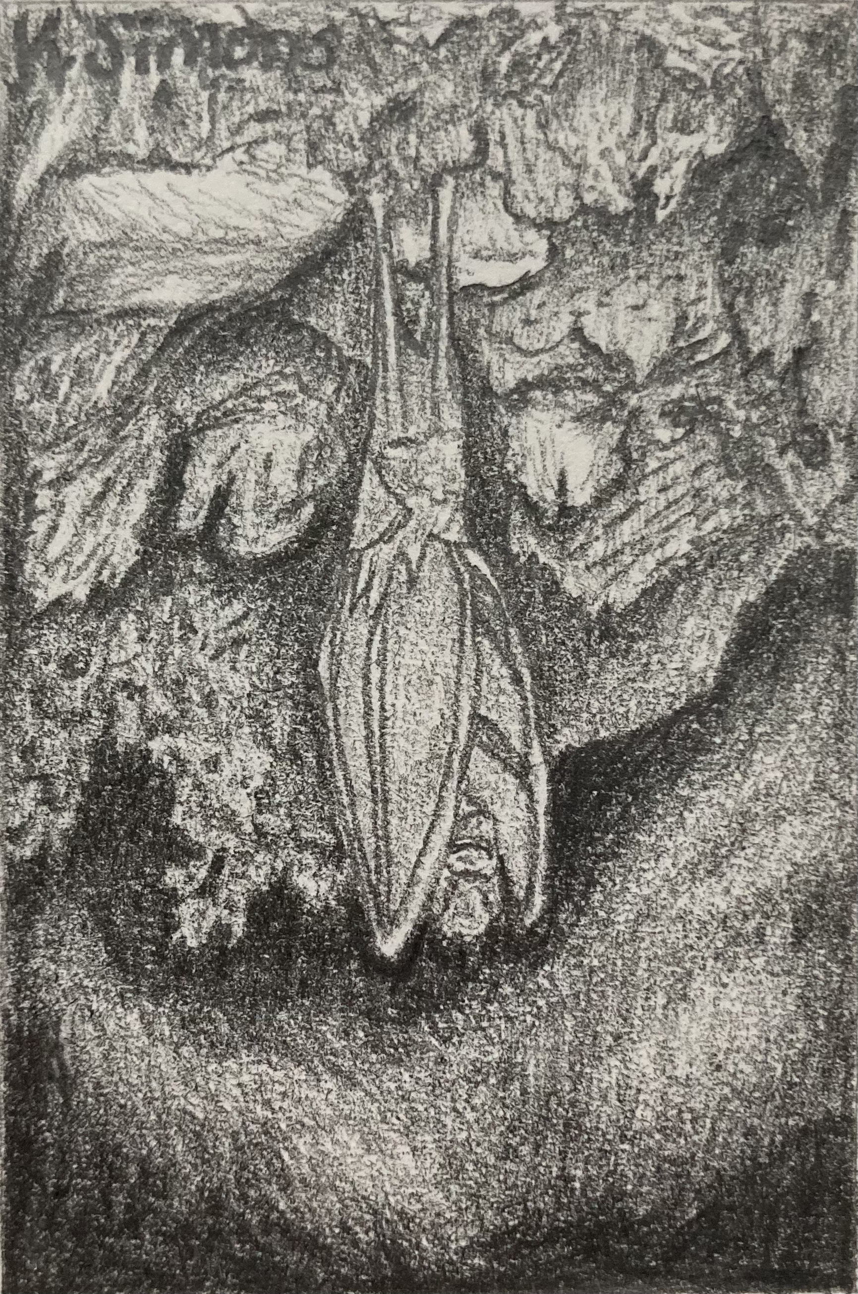 Cave Bat (Pencil on paper, 2x3 inches, June 2025)