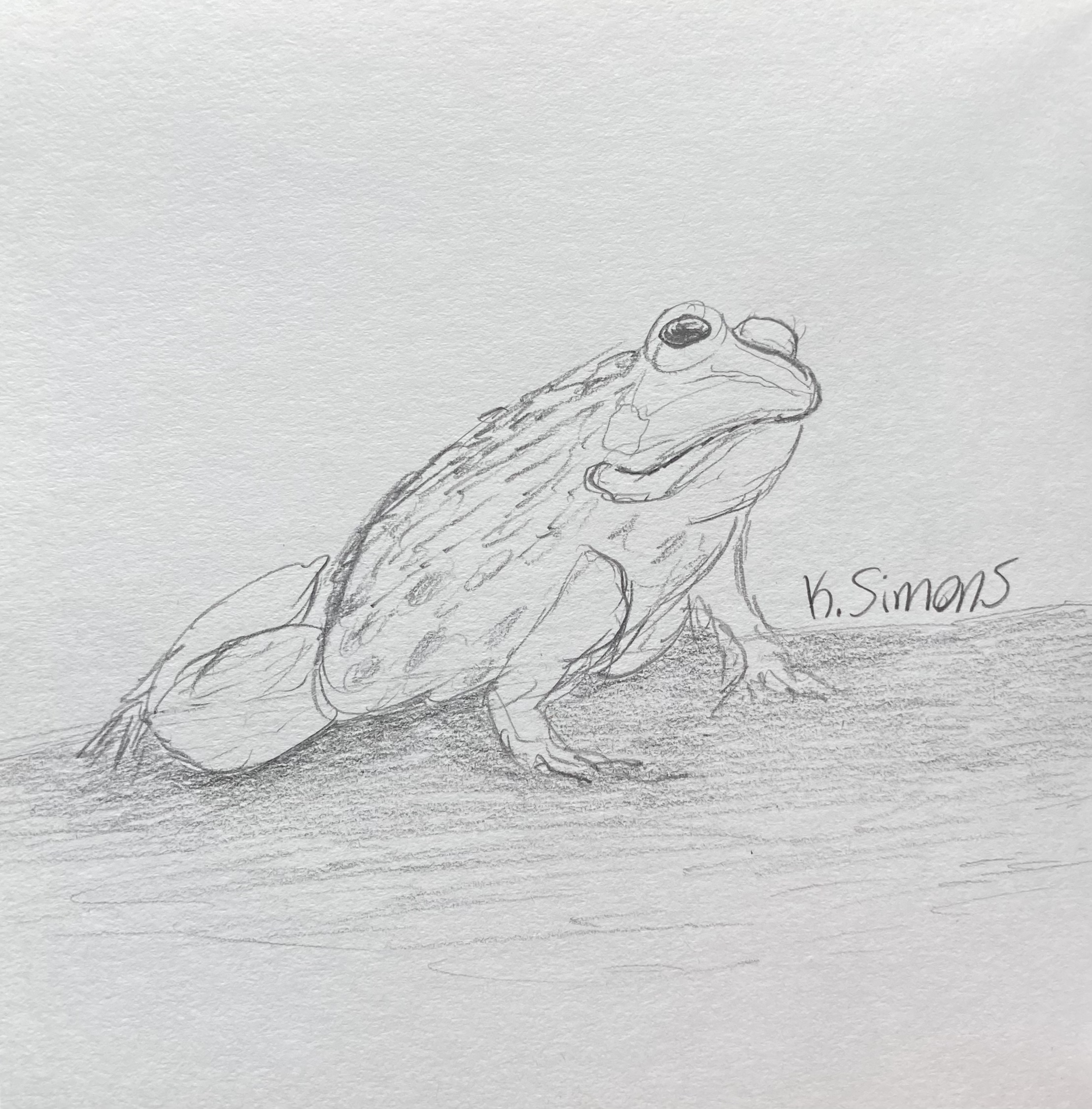 Frog (Pencil on paper, 3.75x3.75 inches, January 2026)