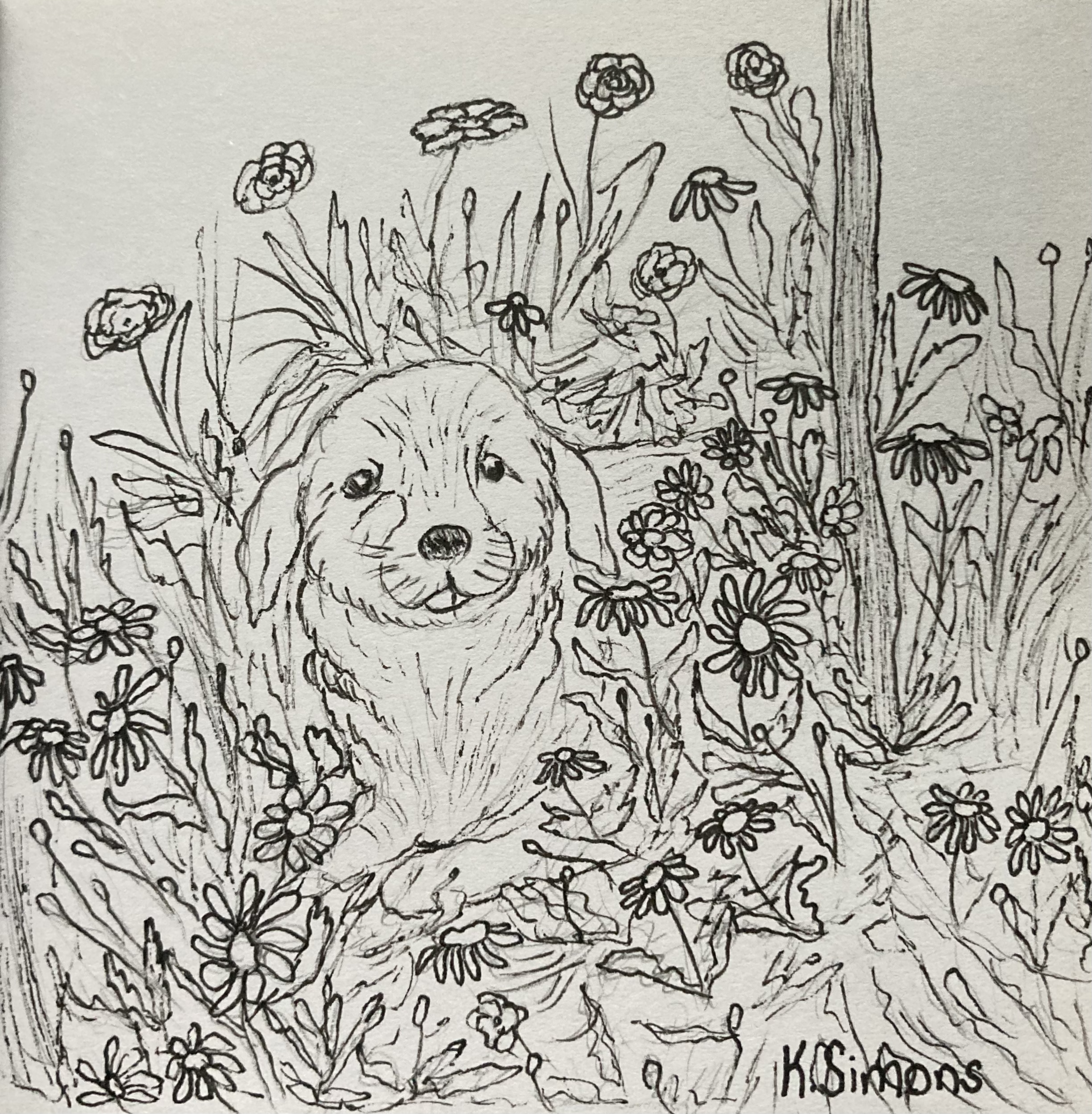 Pup (Pen & pencil on paper, 3.75x3.75 inches, May 2025)