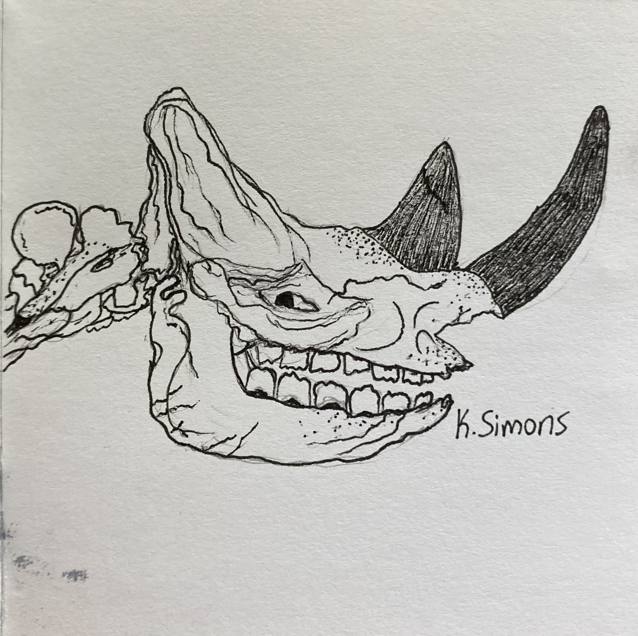 Rhinoceros (Pen & pencil on paper, 3.75x3.75 inches, October 2024)