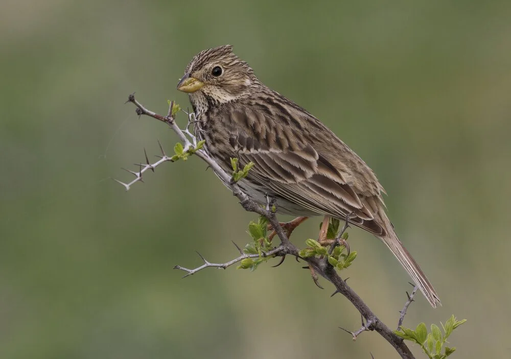 Corn Bunting