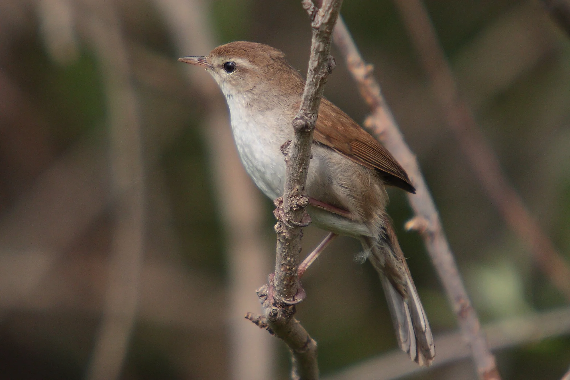 Cetti's Warbler
