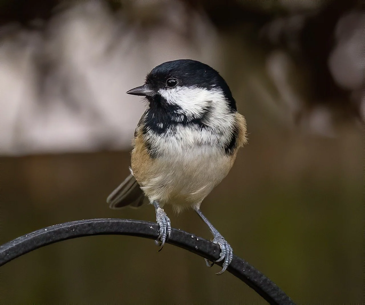 Coal Tit