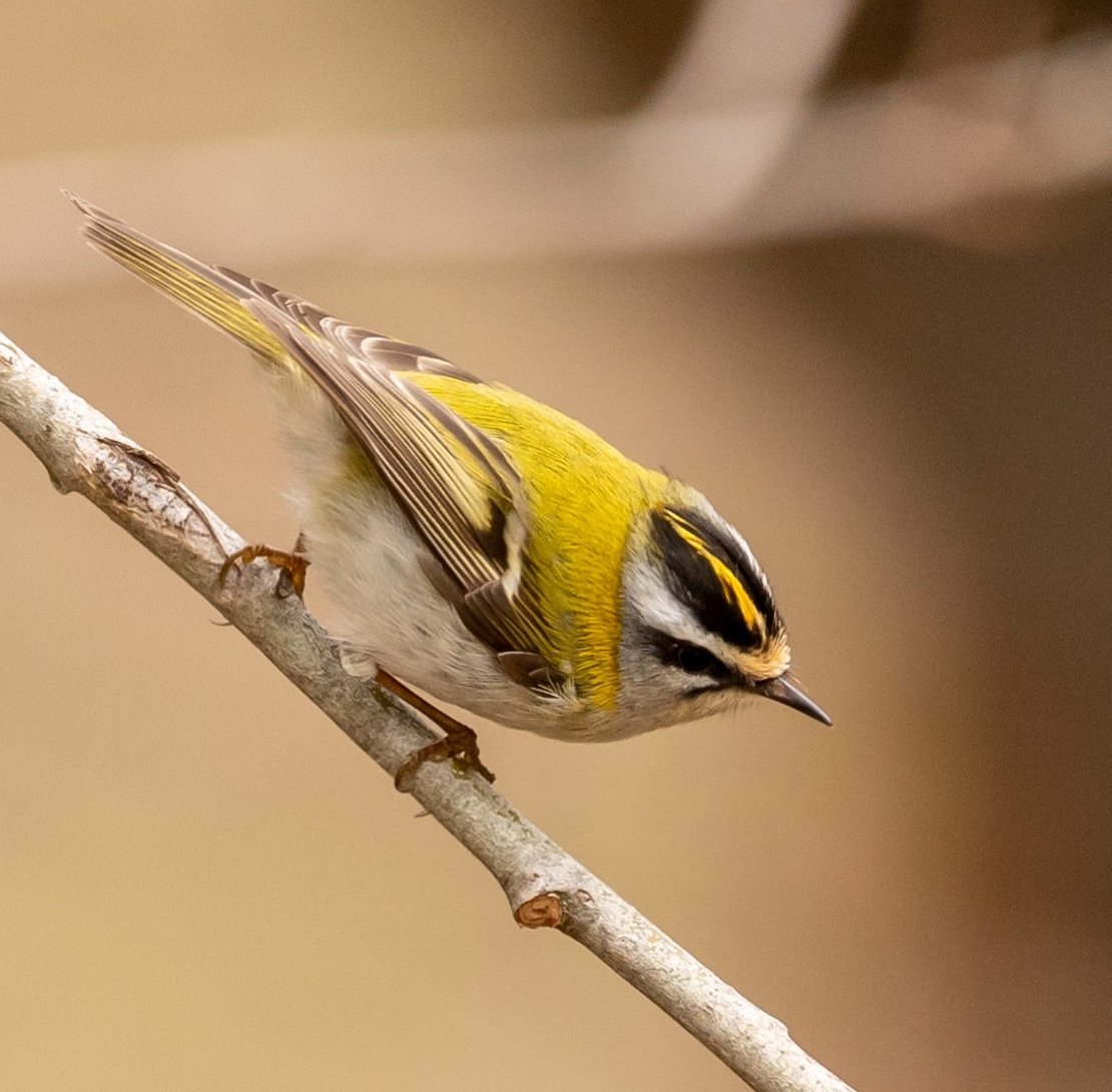 Firecrest
