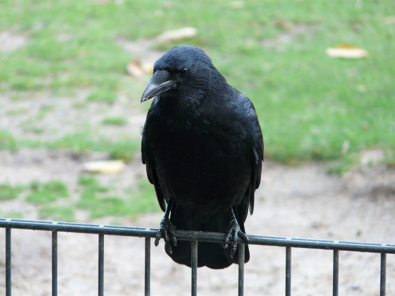 Carrion Crow