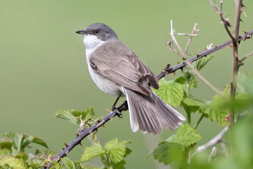 Lesser Whitethroat