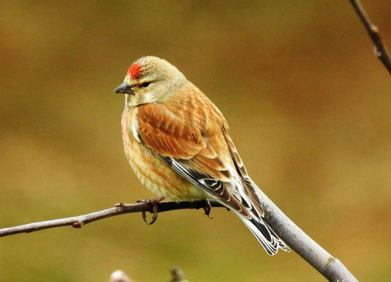 Linnet
