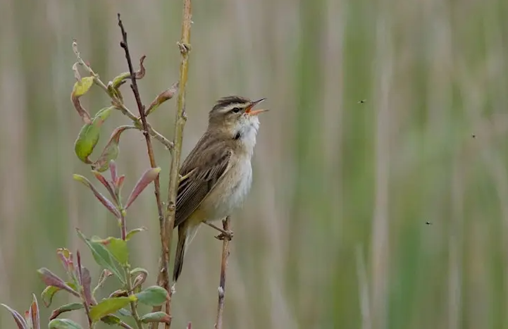 Spring Bird Sounds at Rye Harbour: Walk and Workshop