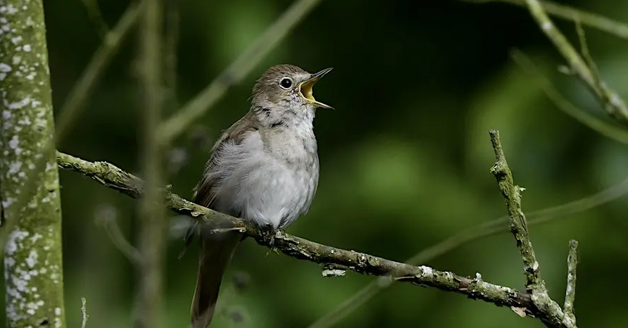 In Search of Nightingales, Ebernoe Common