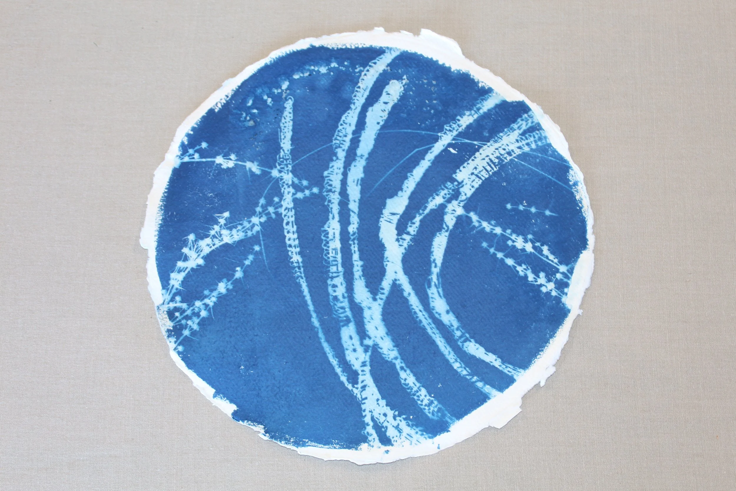 Oceanic Dreamscape Cyanotype Art - Lomandra Light