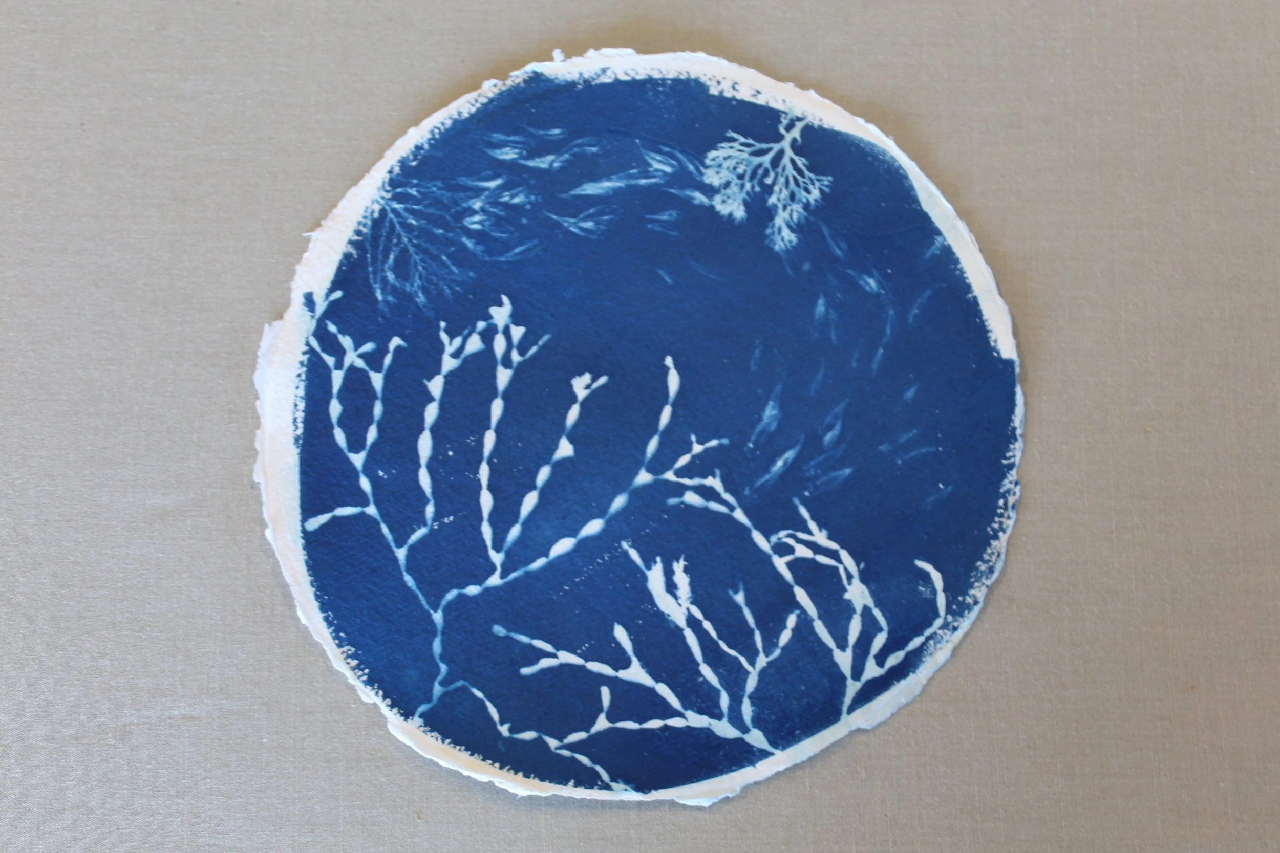 Oceanic Dreamscape Cyanotype - Neptune's Necklace