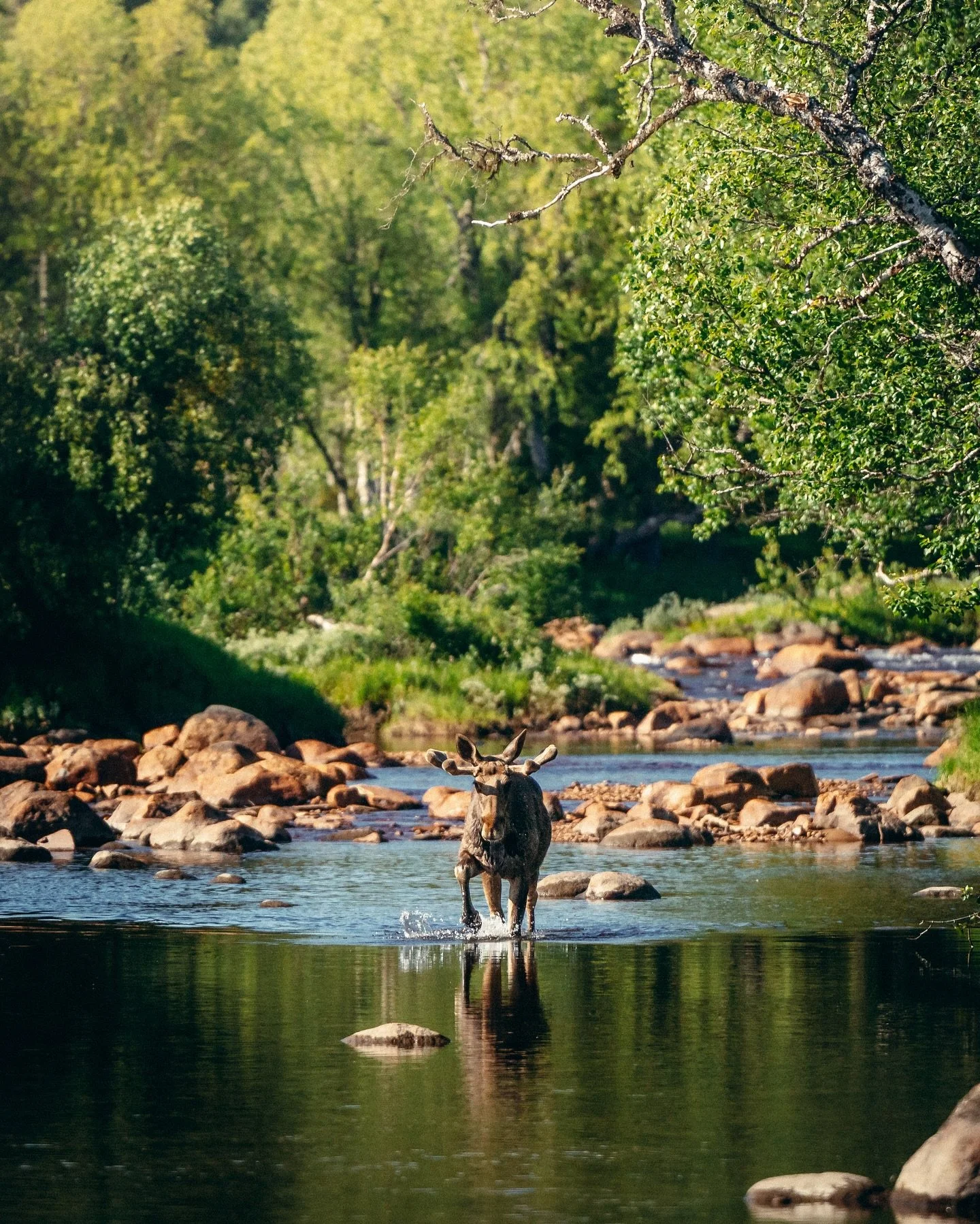 9 a.m. Coffee in hand while we talked about our day plans. A moose and her calf came into view, gliding down the river with slow, steady strokes. We stayed still, put down our mugs and watch them drift past. 
.
.
#nordicnature #wilderness #naturephot