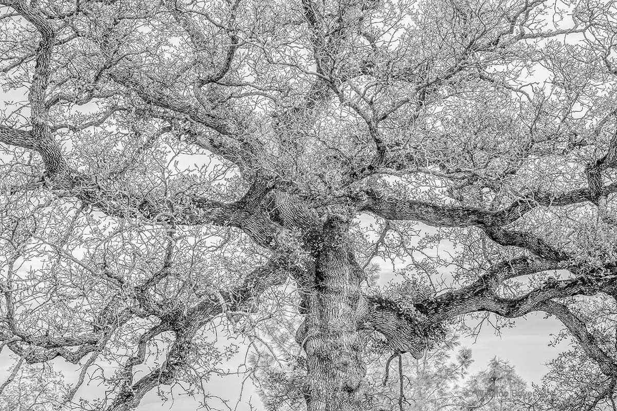  Oak Tree Sierra 12.8.05          . 