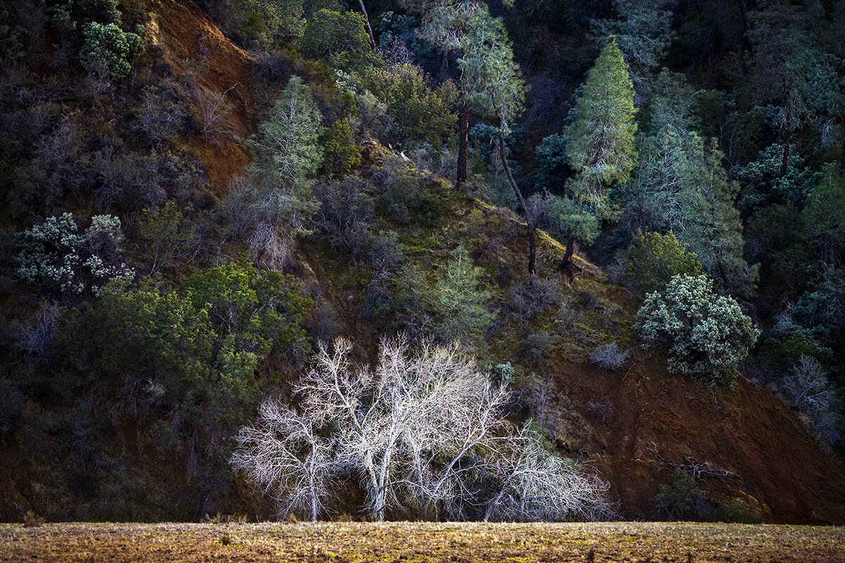  White Tree  Coalinga Ca.          . 