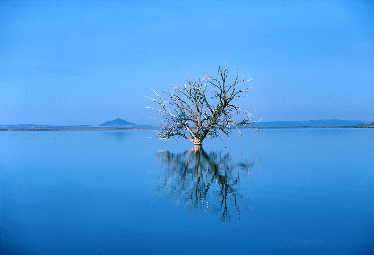  Tree &amp; Lake Oregon          .       