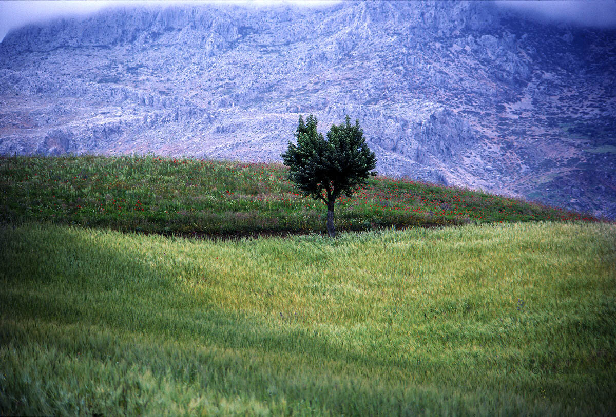  Olive Tree  Atlas Mountains  Morocco          .       
