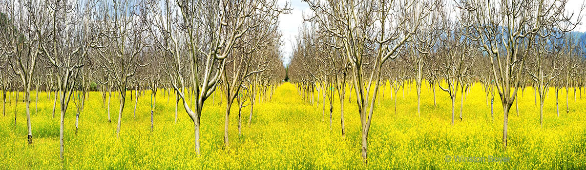  Spring Orchard   CA            . 