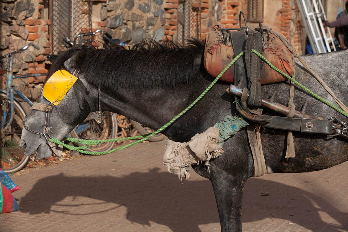  Work Horse  Asmara, Eritrea          . 