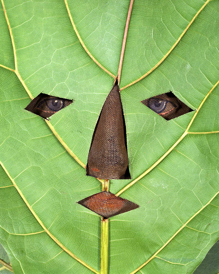  Leaf Mask          . 