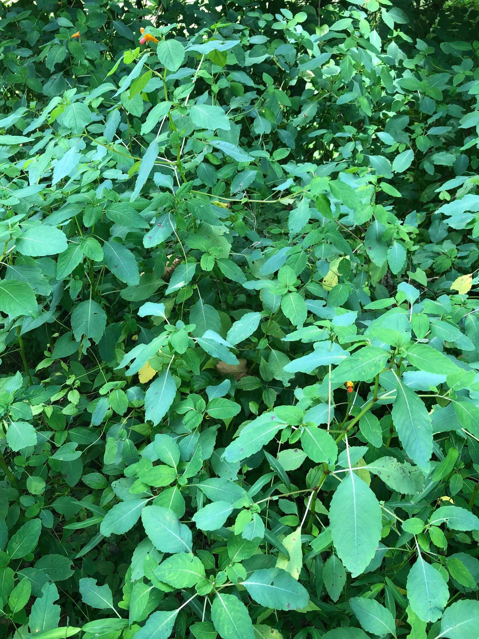 A patch of jewelweed - note the yellowing leaves and bug bit plants… Move on to a nicer more green patch filled with jewelweed flowers also called touch me nots