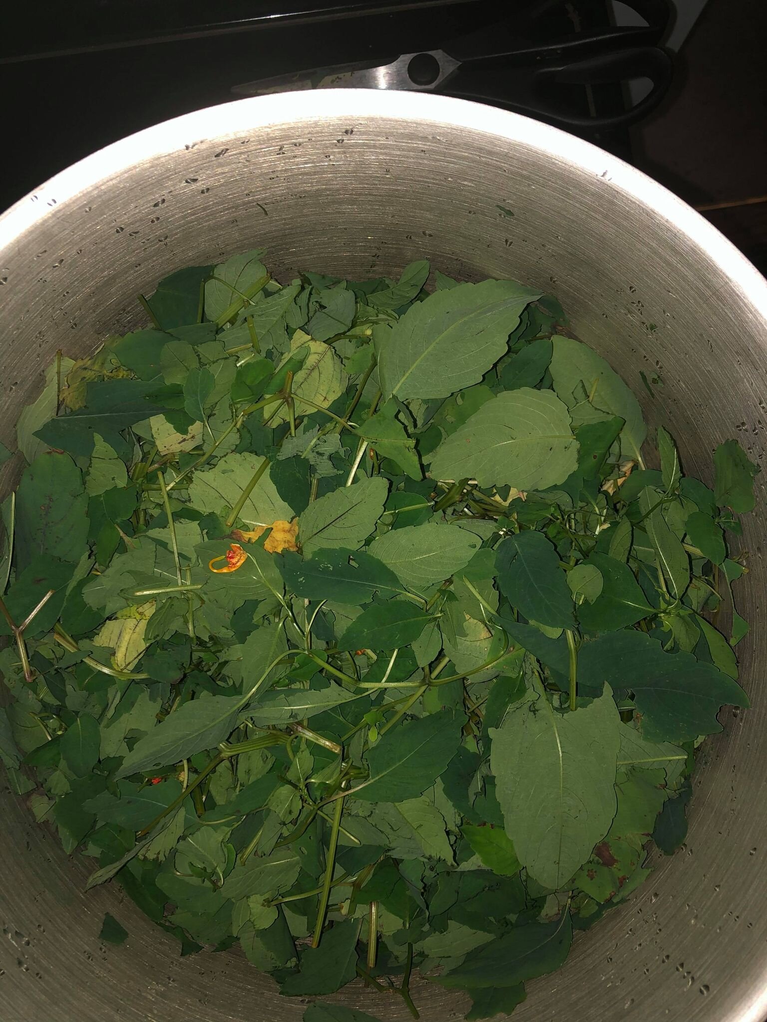 Harvesting Jewelweed - taking the upper 1/3 rd. of the plant including leaves and stems. Once you are ready to infuse them be sure to bruise the leaves to extract their juices, but not before hand or yo will loose its qualities.