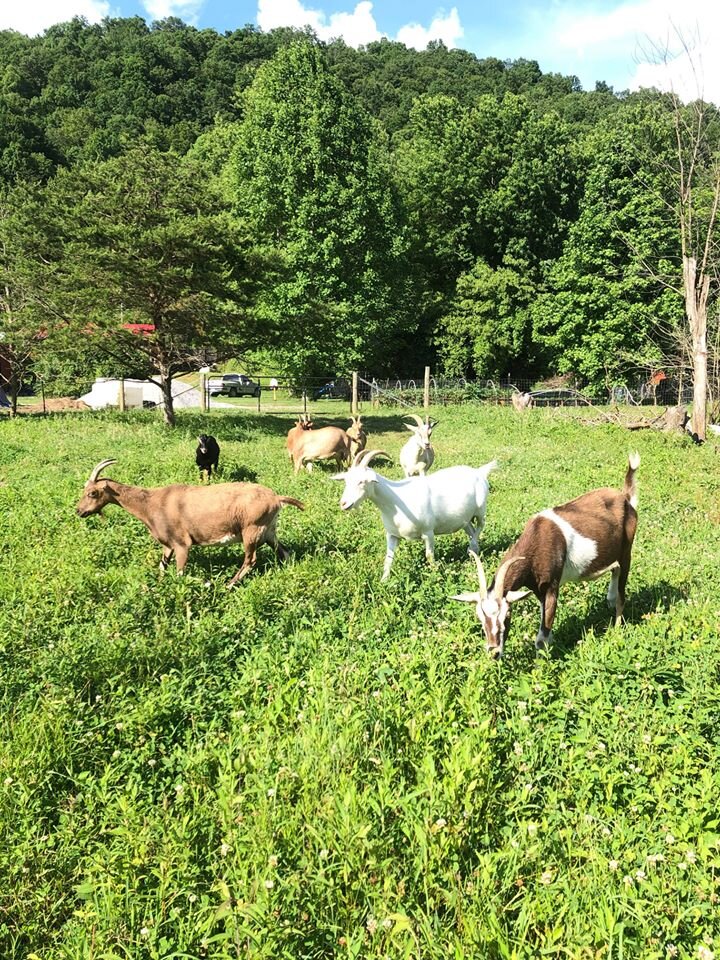 Tipper_Valley_Farm_free range goats