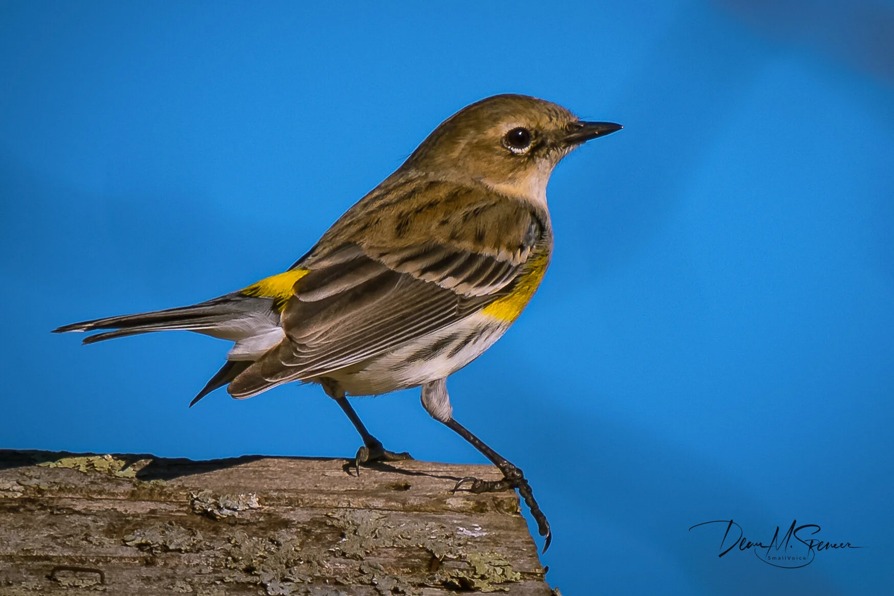 printyellowrumpedwarbler4fullsize.jpg