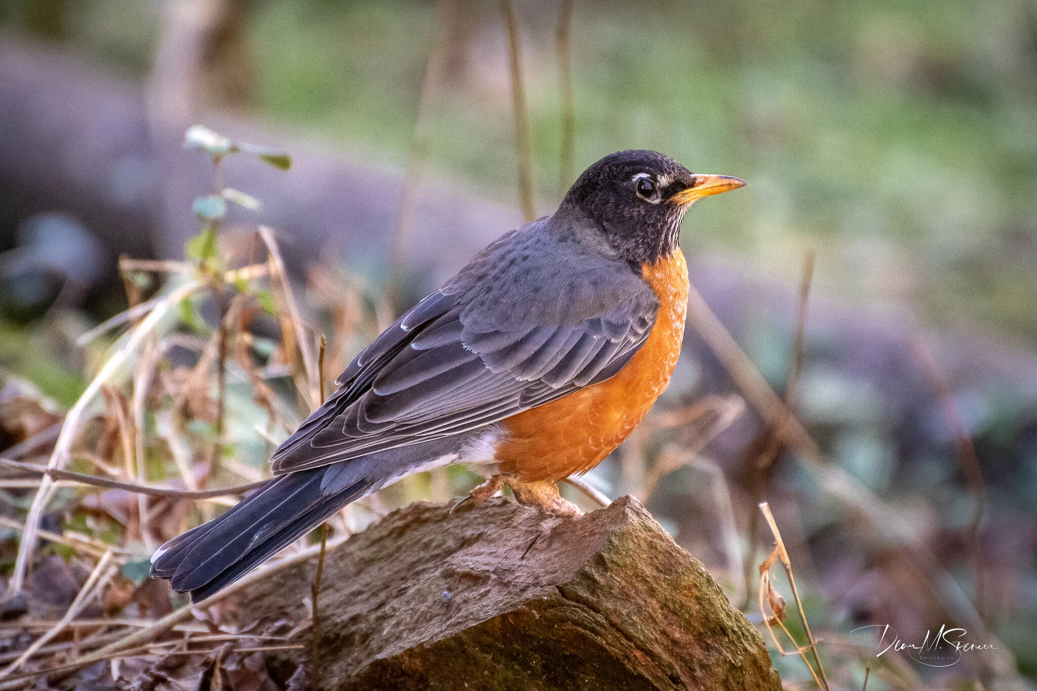 edsfullsizeprintamericanrobin2jan2021.jpg