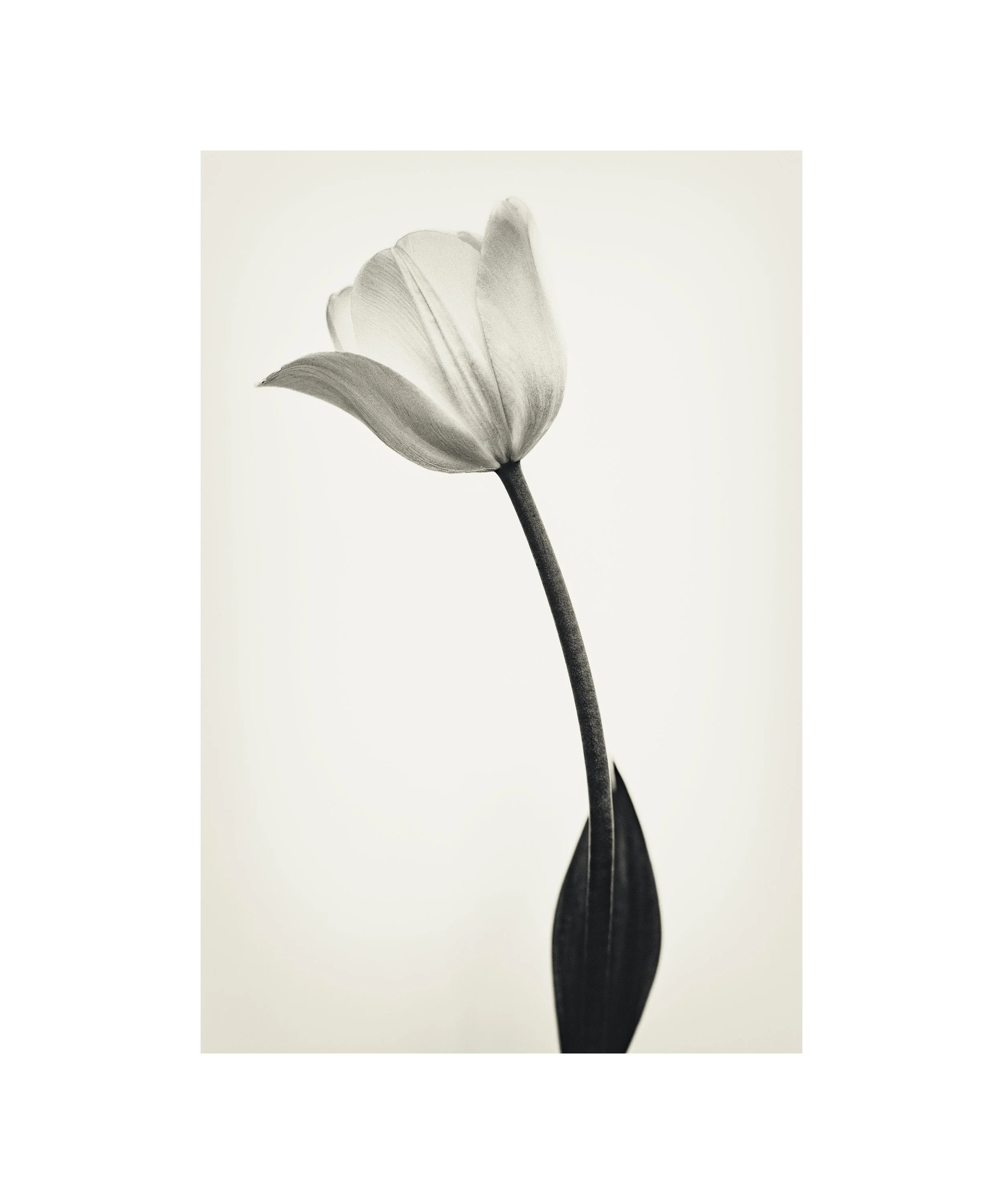 New print from my “The Transitory Nature of Flowers” series