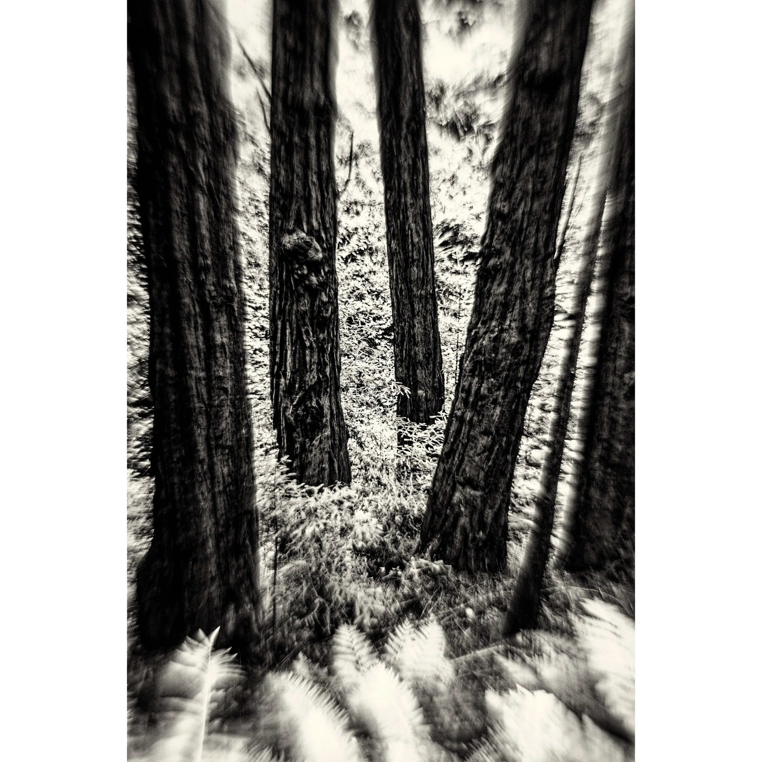 A set of Muir Woods photographs 