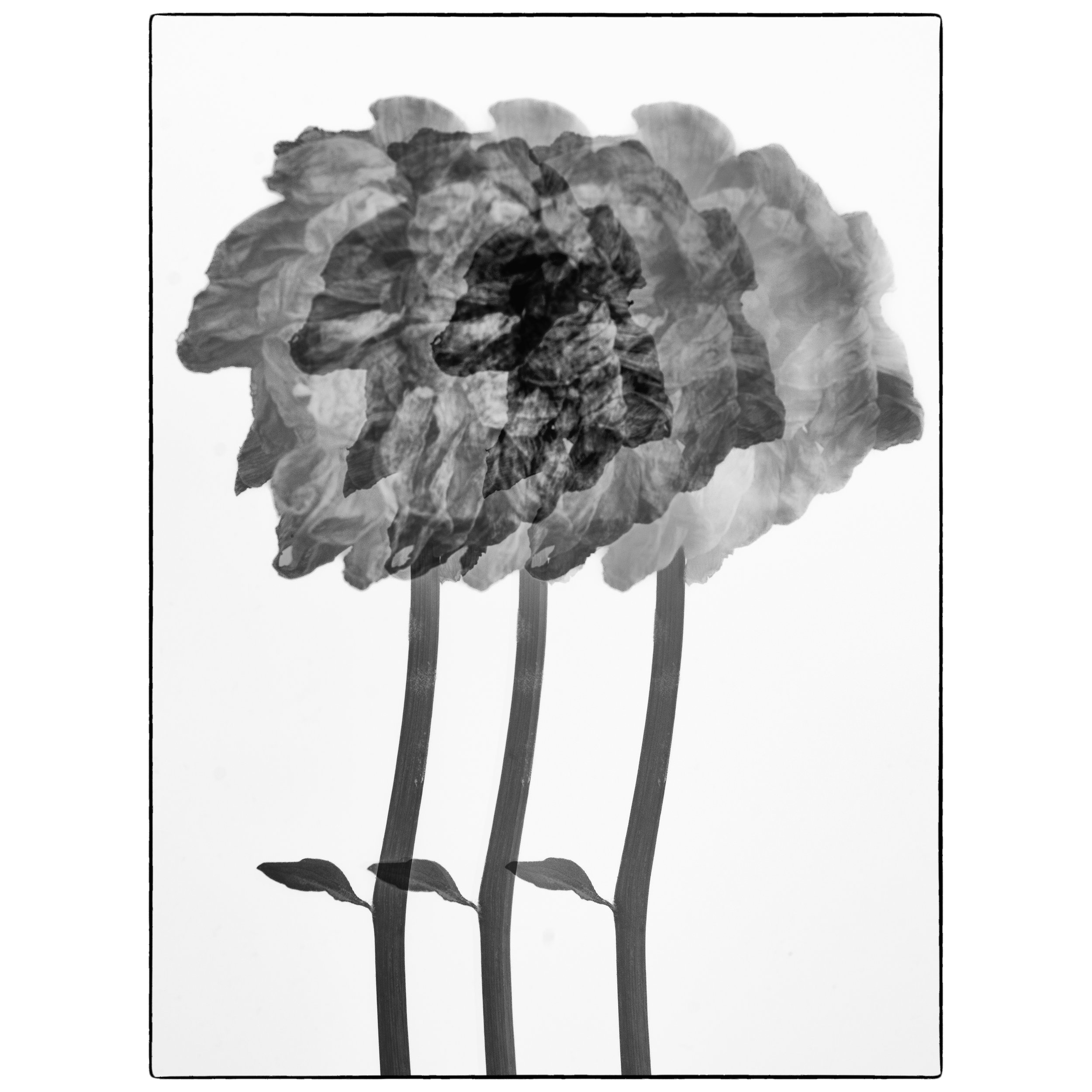 The Transitory Nature of Flowers: Still-life photography as a visual study of the beauty of impermanence.&nbsp;