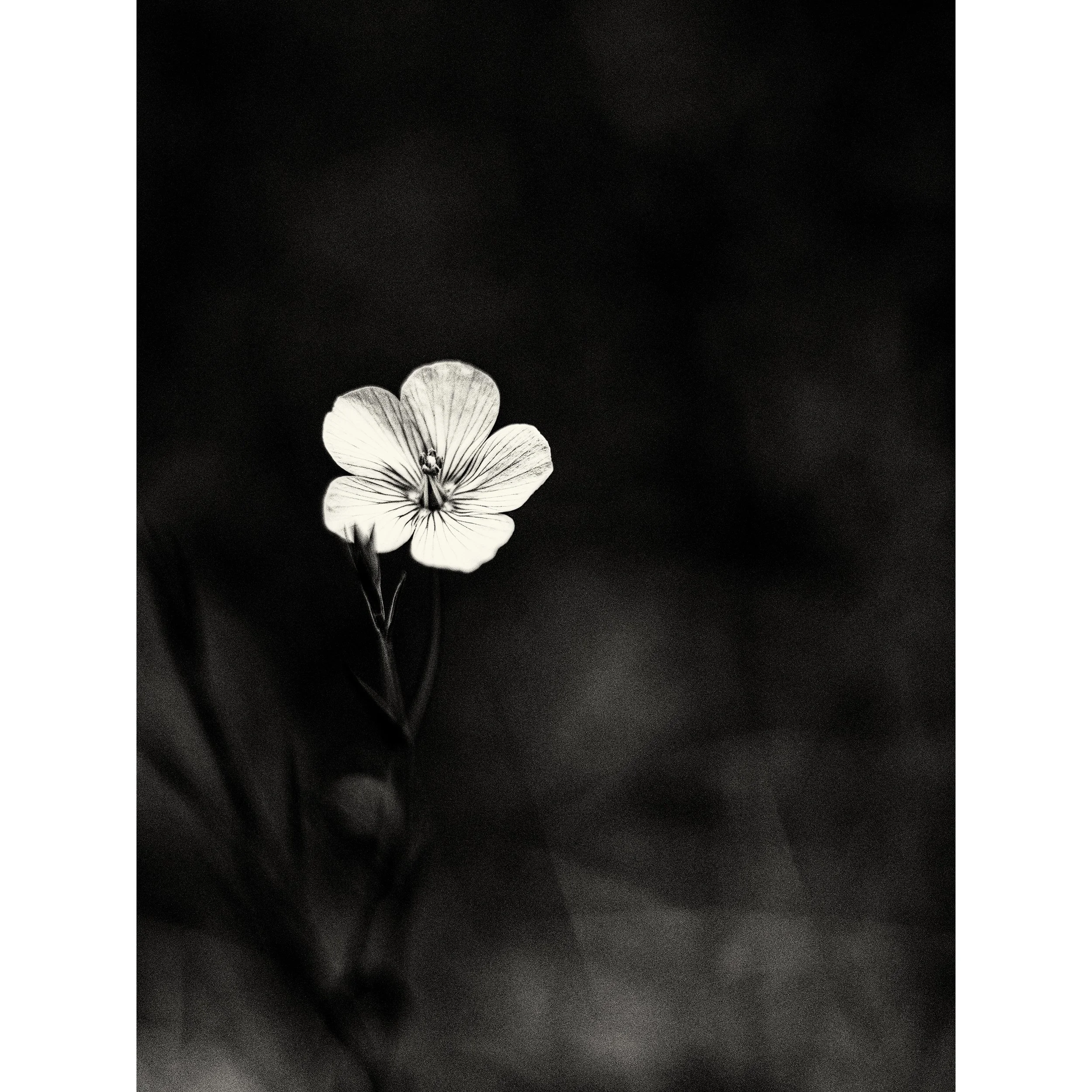 The Transitory Nature of Flower (The End)