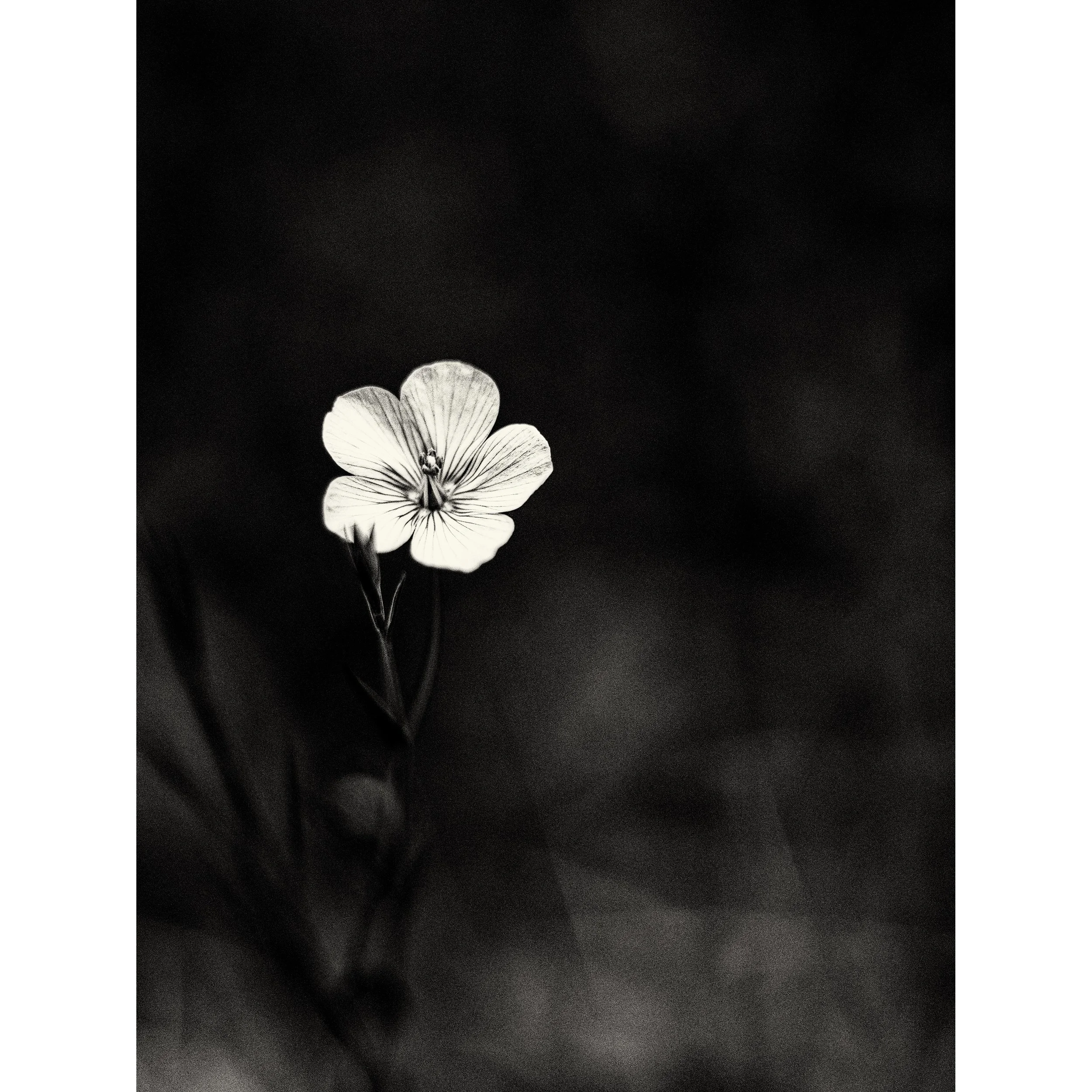 Botanical Study #1. 2026.