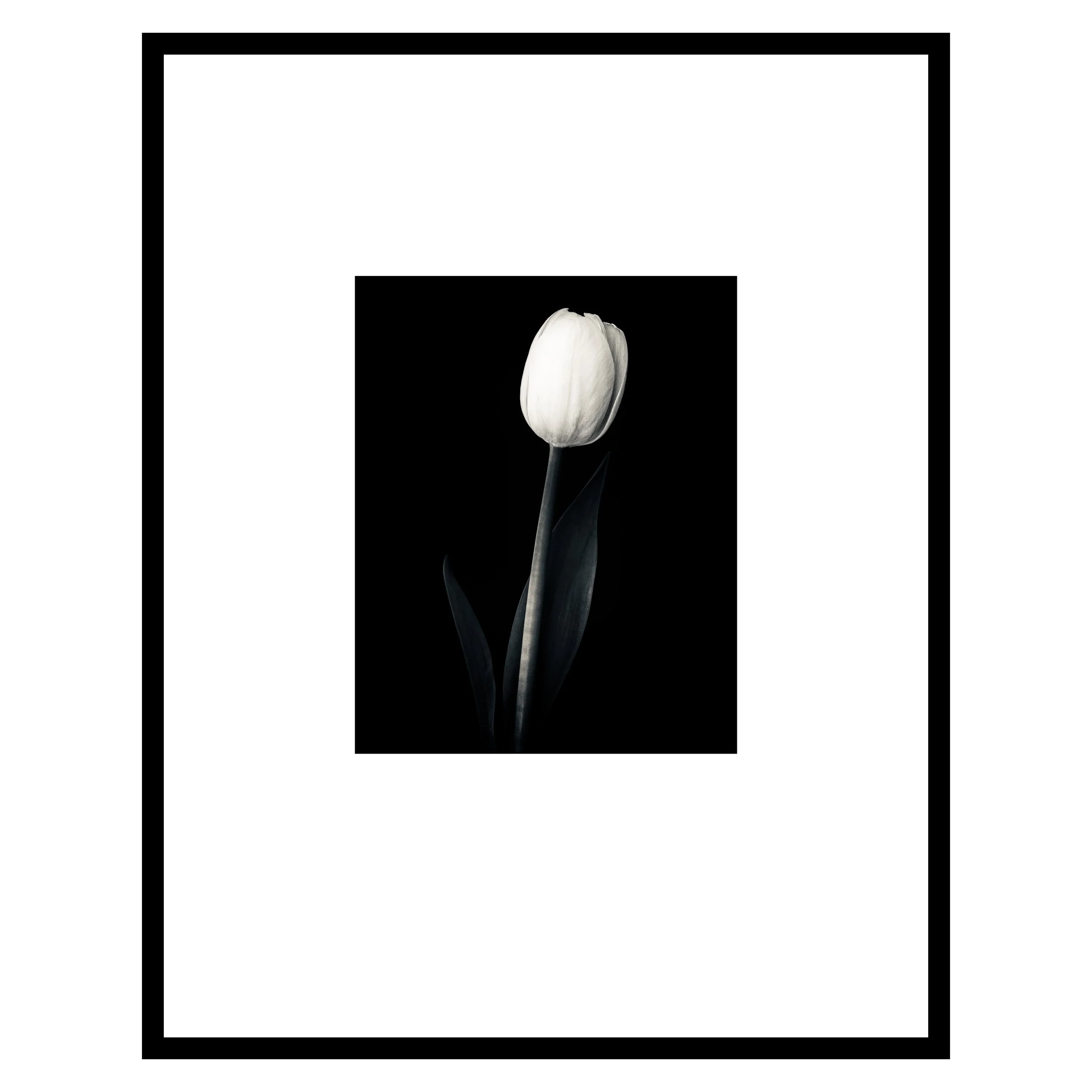 ttnof2-fr-sq.jpg