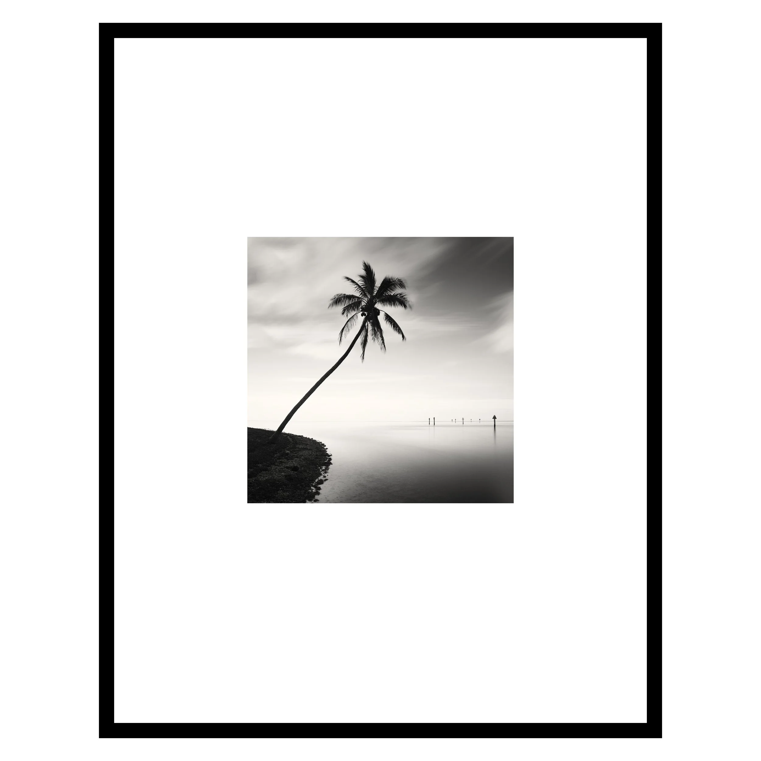 palm1_framed.jpg