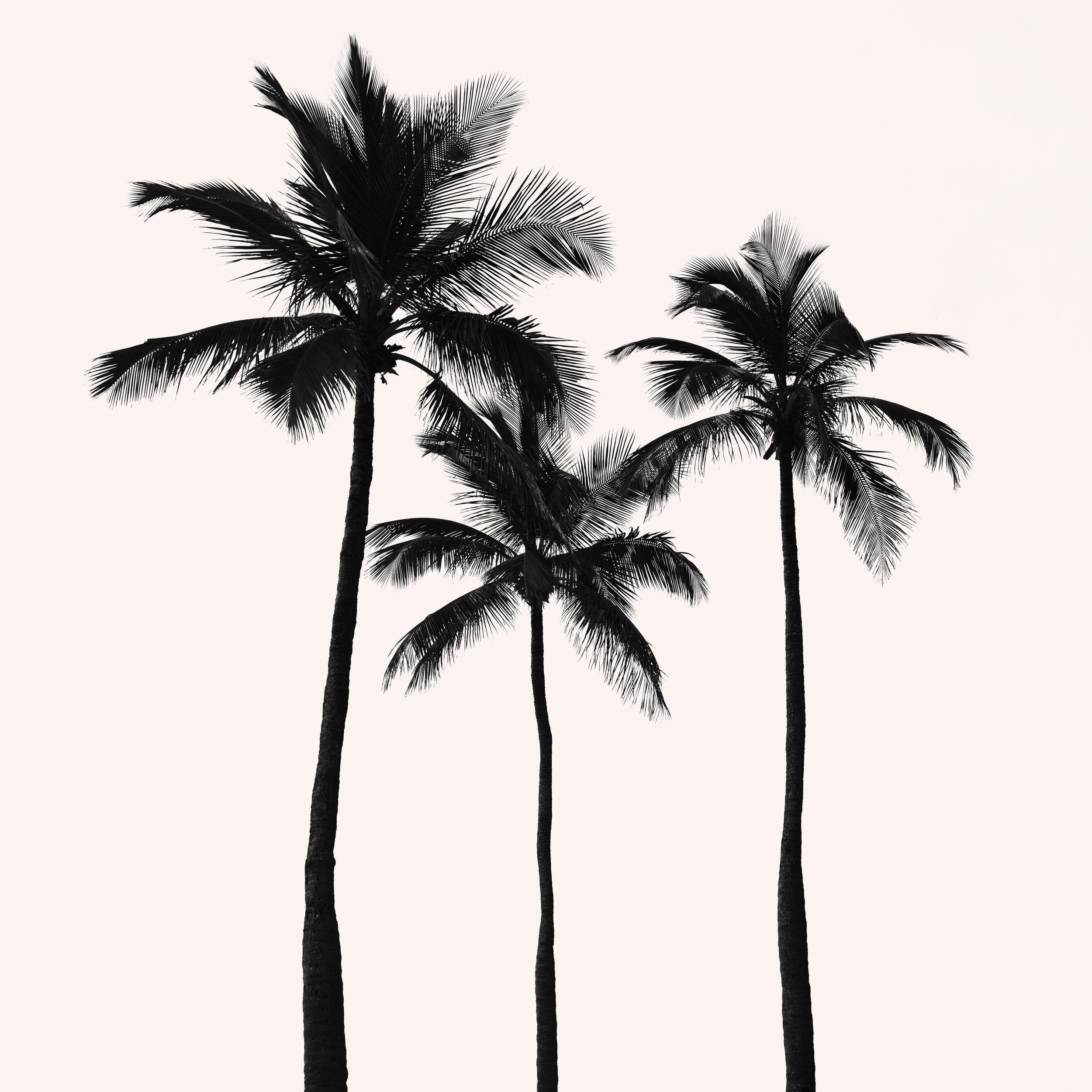 palm.jpg