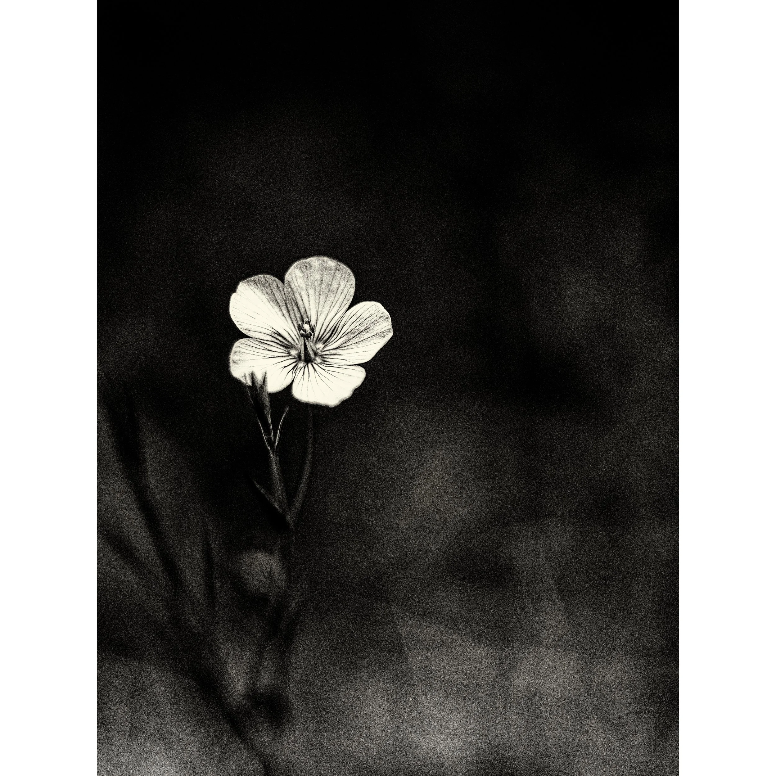 Botanical Study #1. 2026.