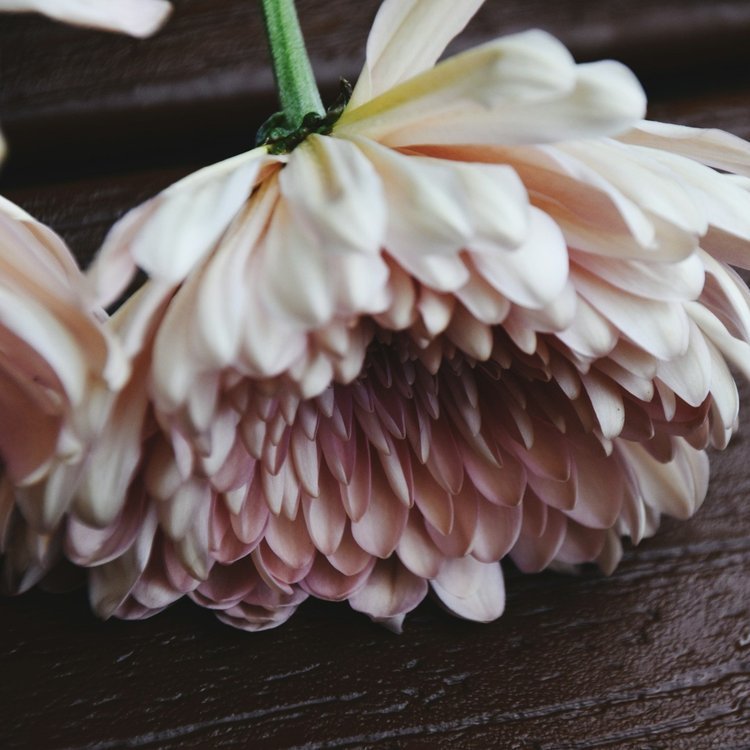 Part 2:3 My Path to Meditation and Witnessing Family Patterns