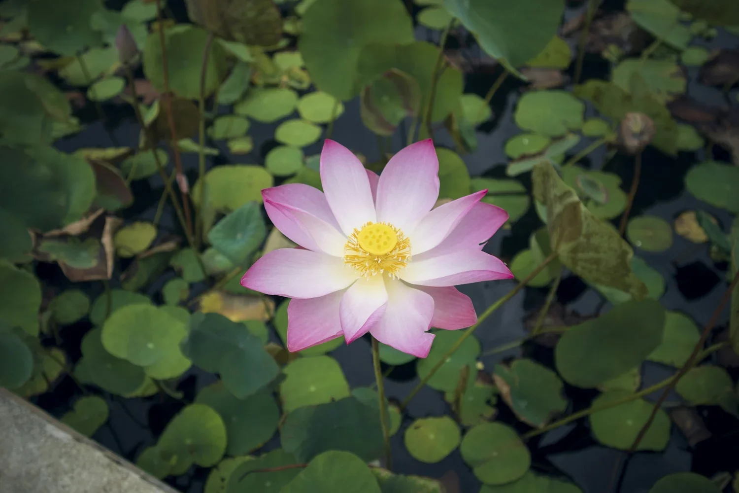 a pink meditative flower coming out of water surrounded my lily pads